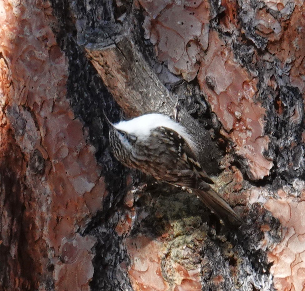 šoupálek americký - ML646468589