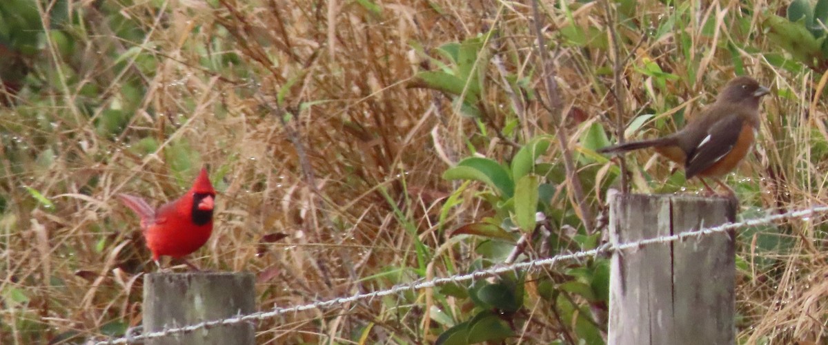 Eastern Towhee - ML646468594
