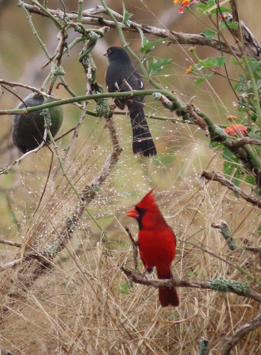 Eastern Towhee - ML646468595