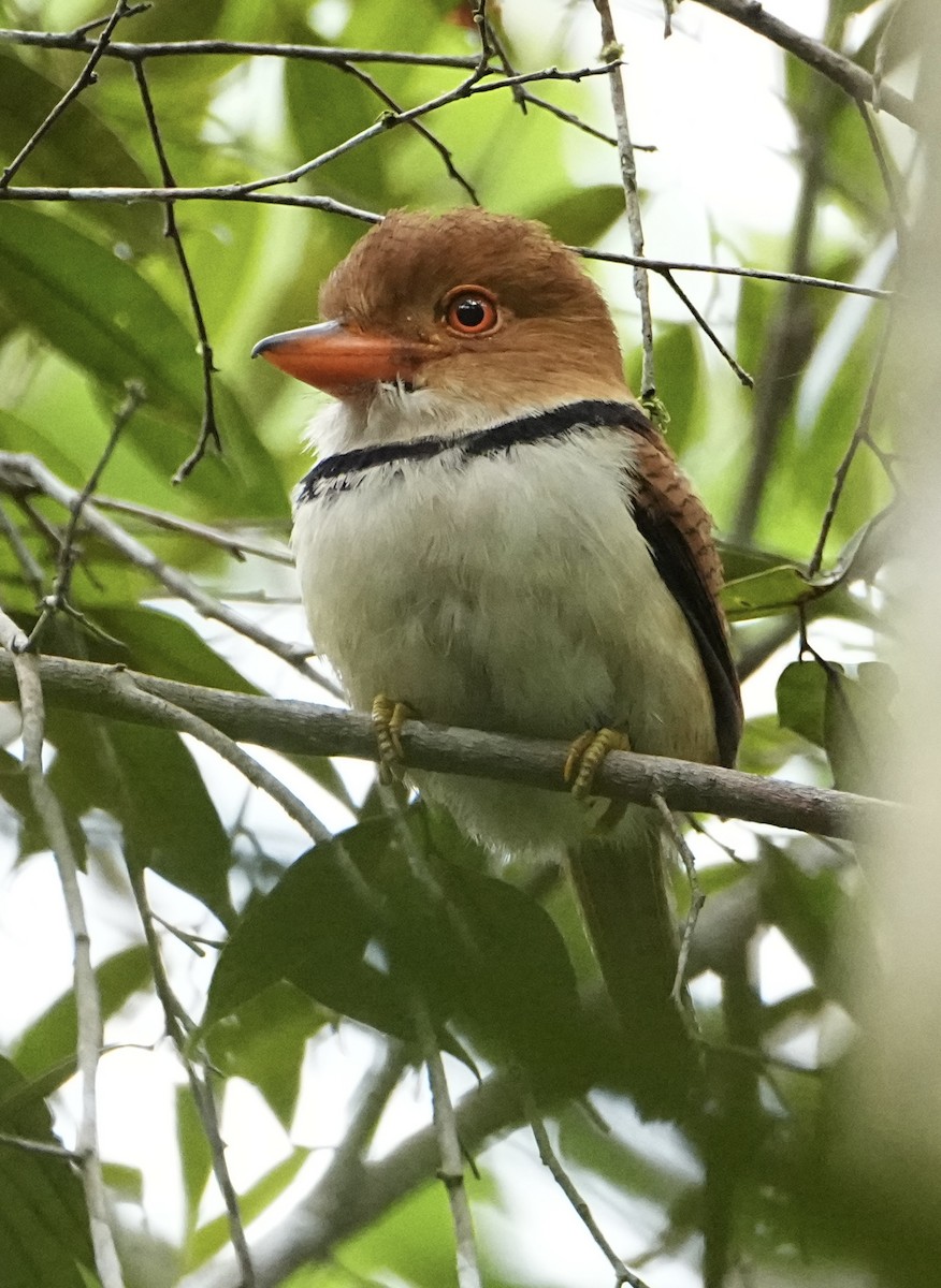 Collared Puffbird - ML646468596