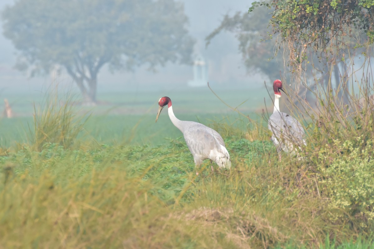 Sarus Crane - ML646468606