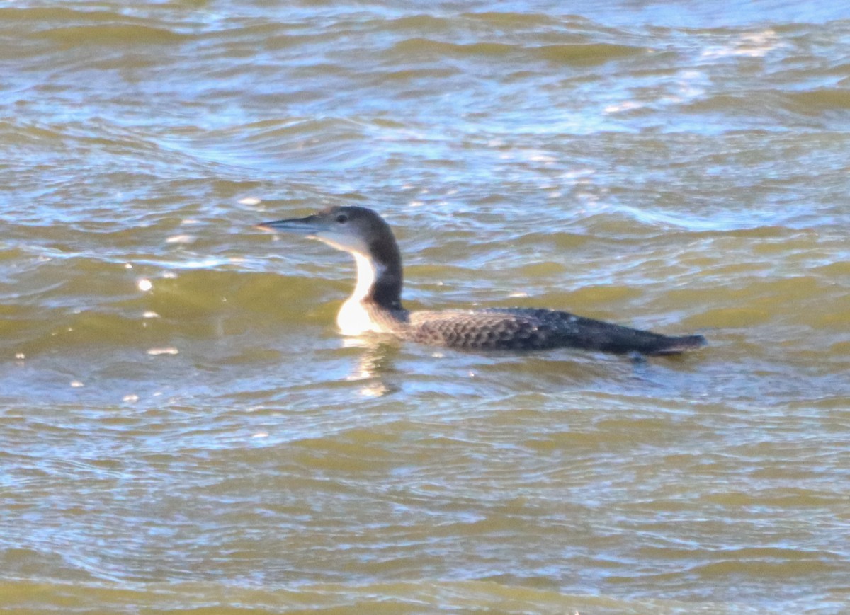 Common Loon - ML646468609