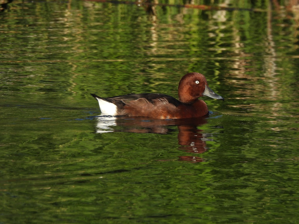 Ferruginous Duck - ML646468619