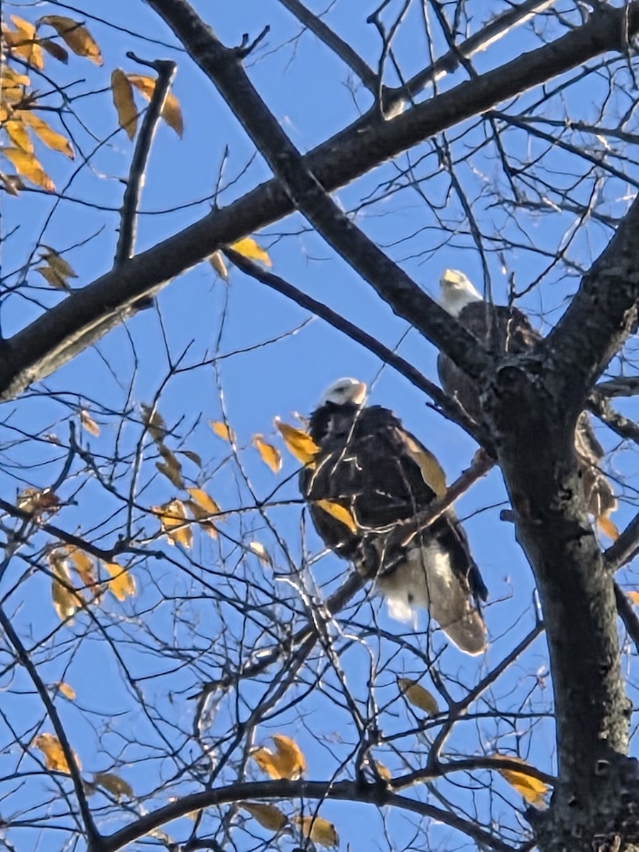 orel bělohlavý - ML646468624