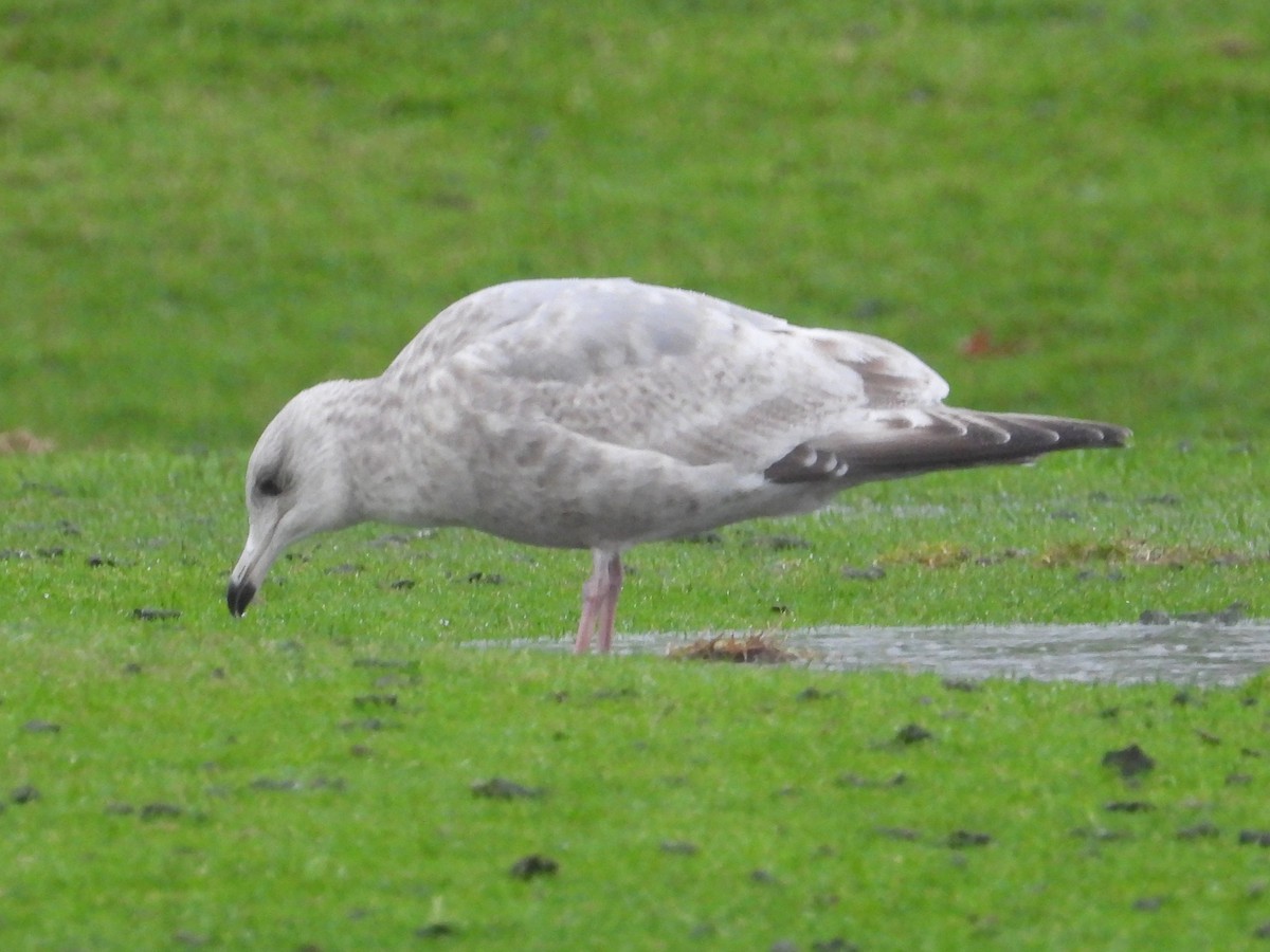 Iceland Gull (Thayer's) - ML646468629