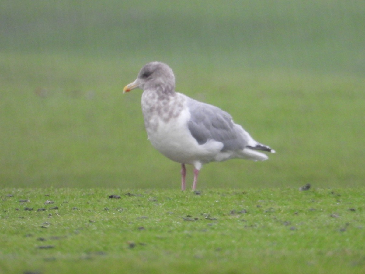 Iceland Gull (Thayer's) - ML646468630