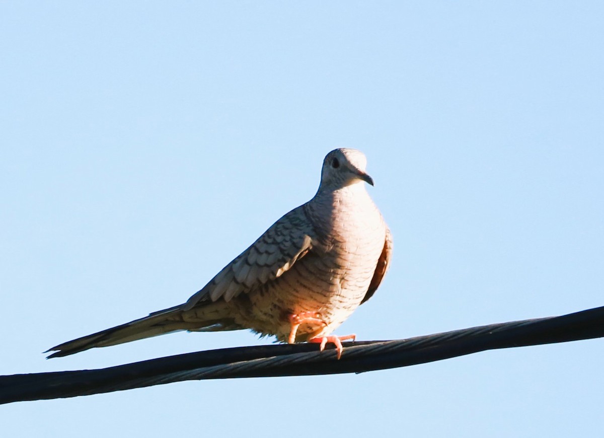 Inca Dove - ML646468631