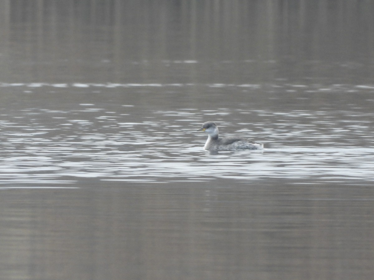 Red-necked Grebe - ML646468643