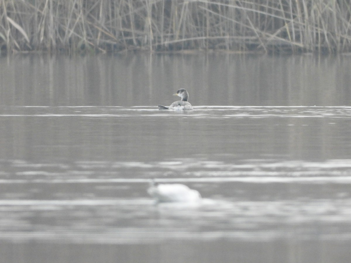 Red-necked Grebe - ML646468644