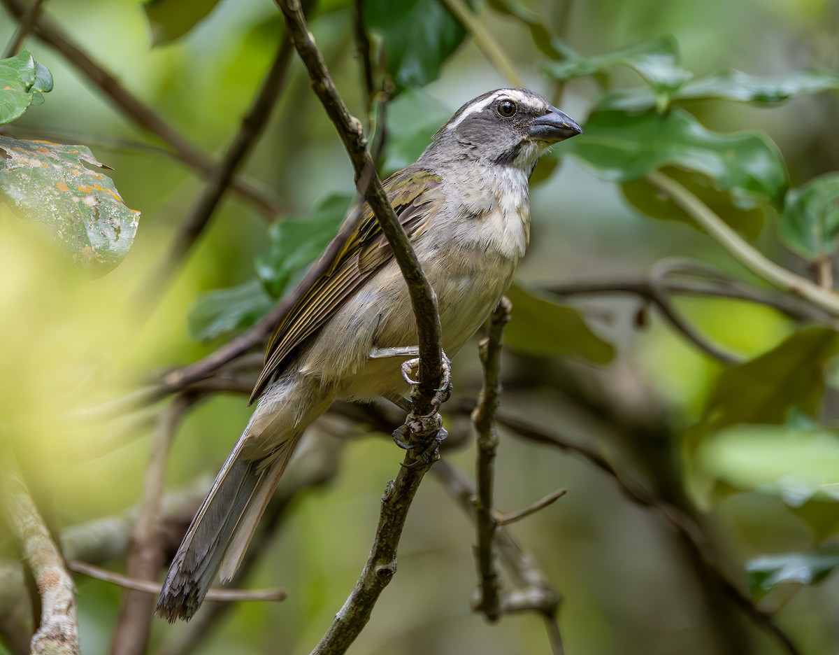 Green-winged Saltator - ML646468645