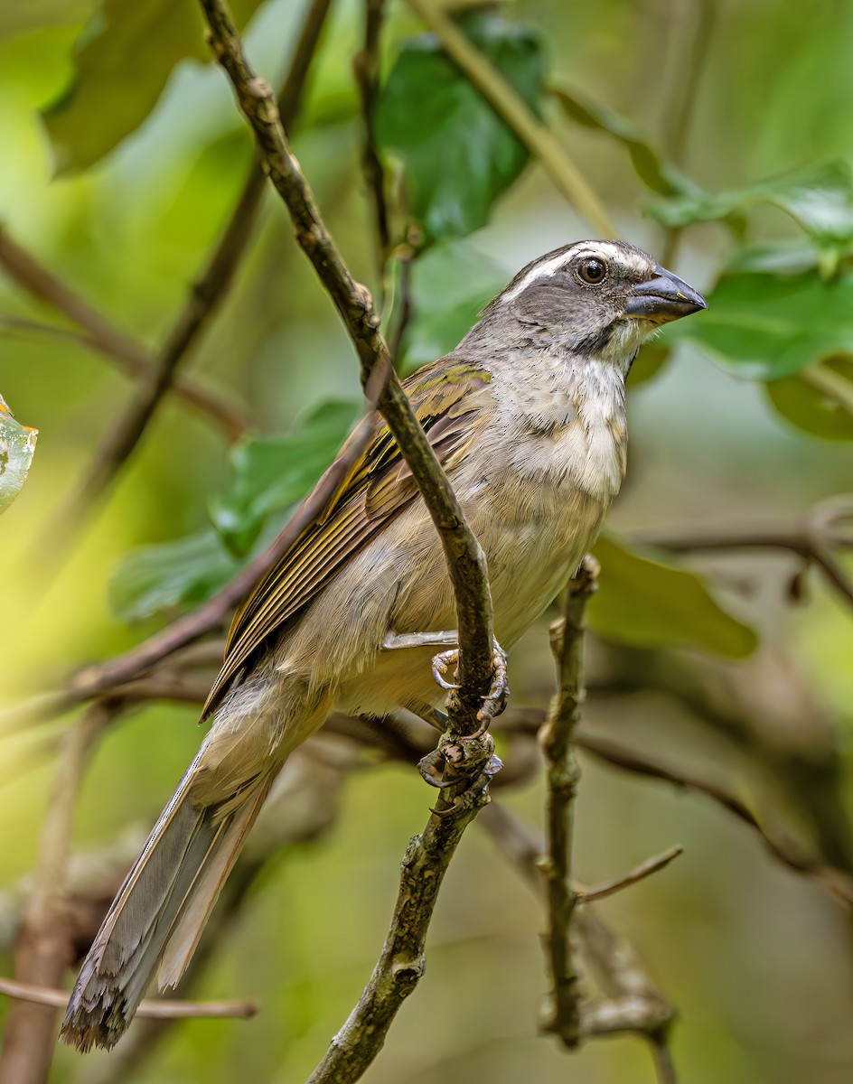 Green-winged Saltator - ML646468646