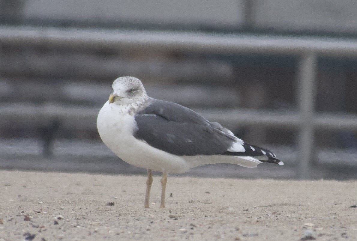 Lesser Black-backed Gull - ML646468647
