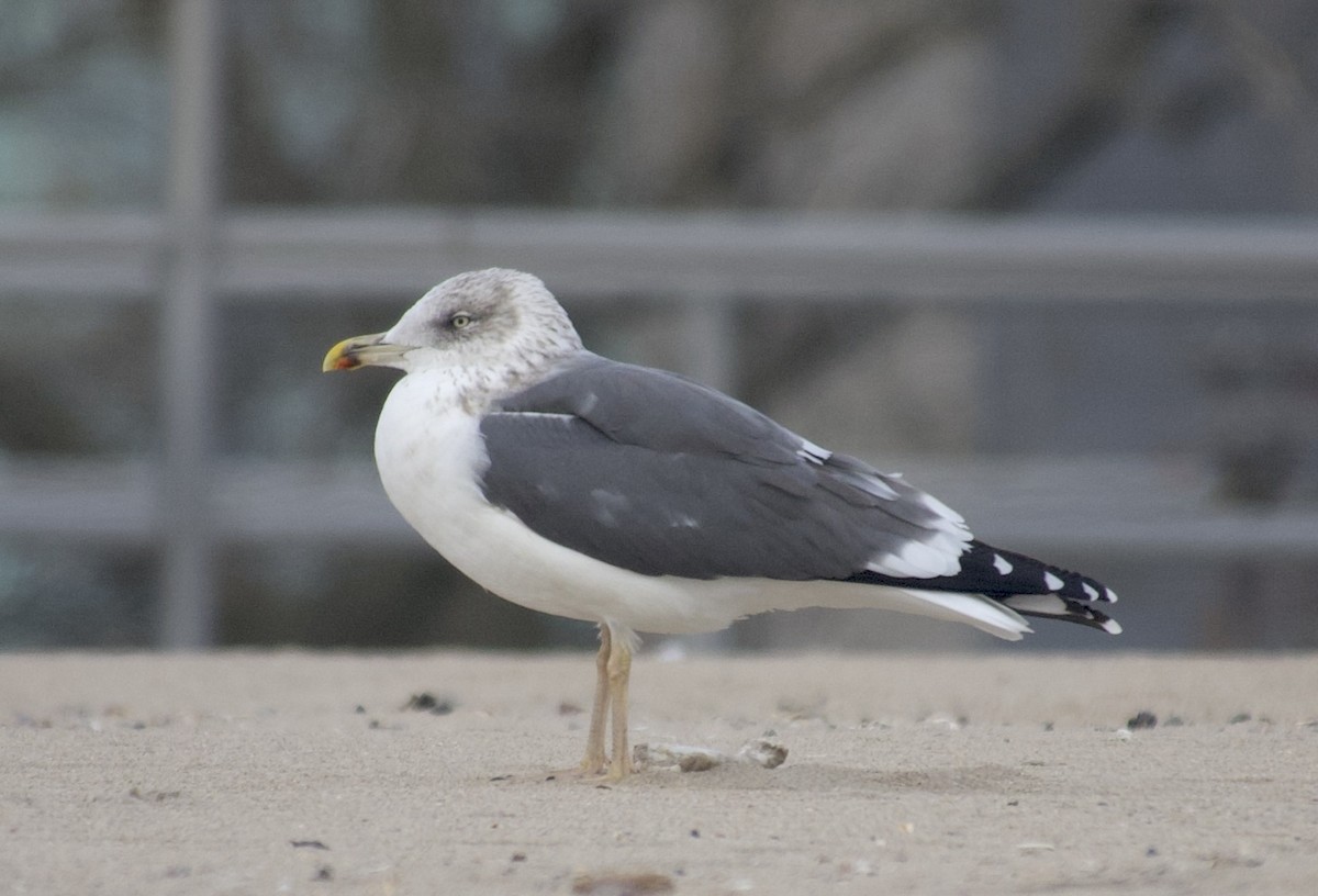 Lesser Black-backed Gull - ML646468648