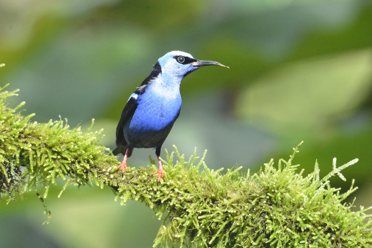 Red-legged Honeycreeper - ML646468649