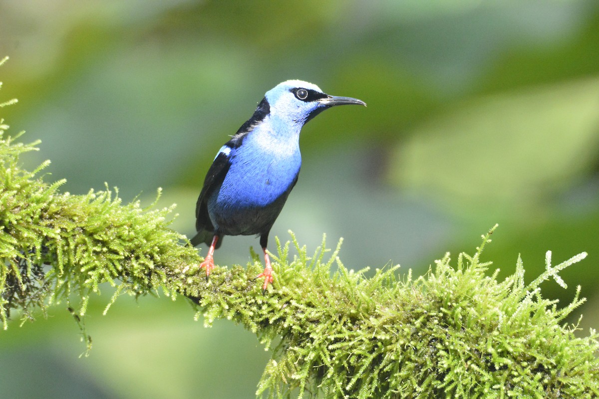 Red-legged Honeycreeper - ML646468650