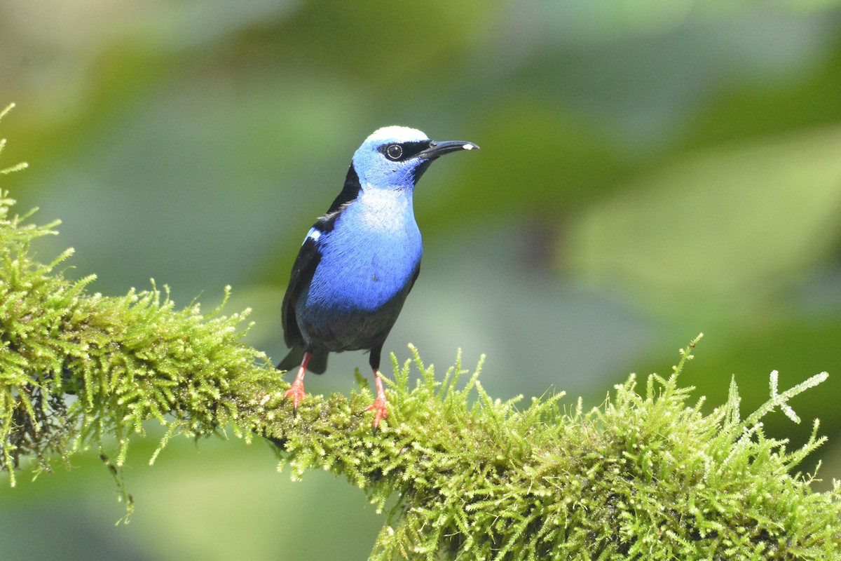 Red-legged Honeycreeper - ML646468652