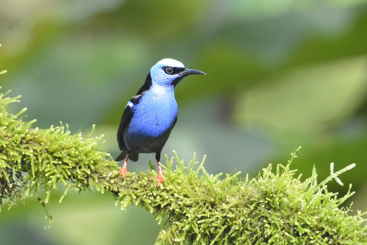 Red-legged Honeycreeper - ML646468653