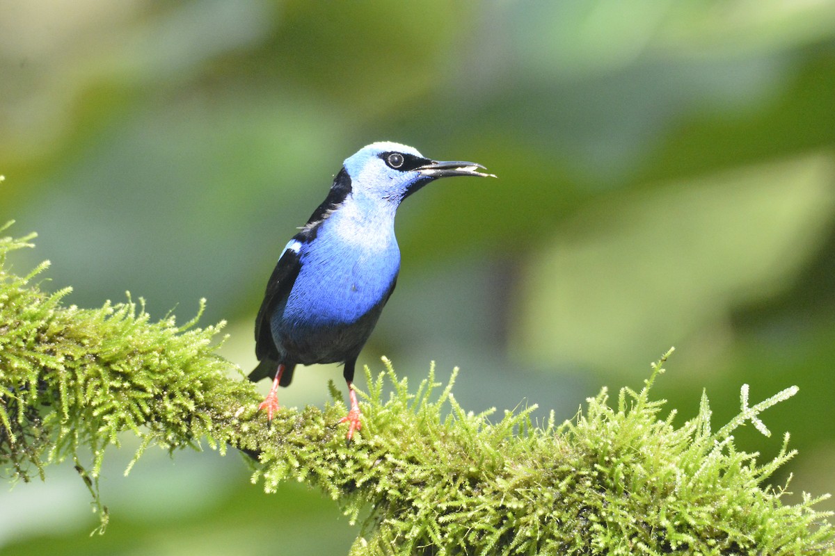 Red-legged Honeycreeper - ML646468654