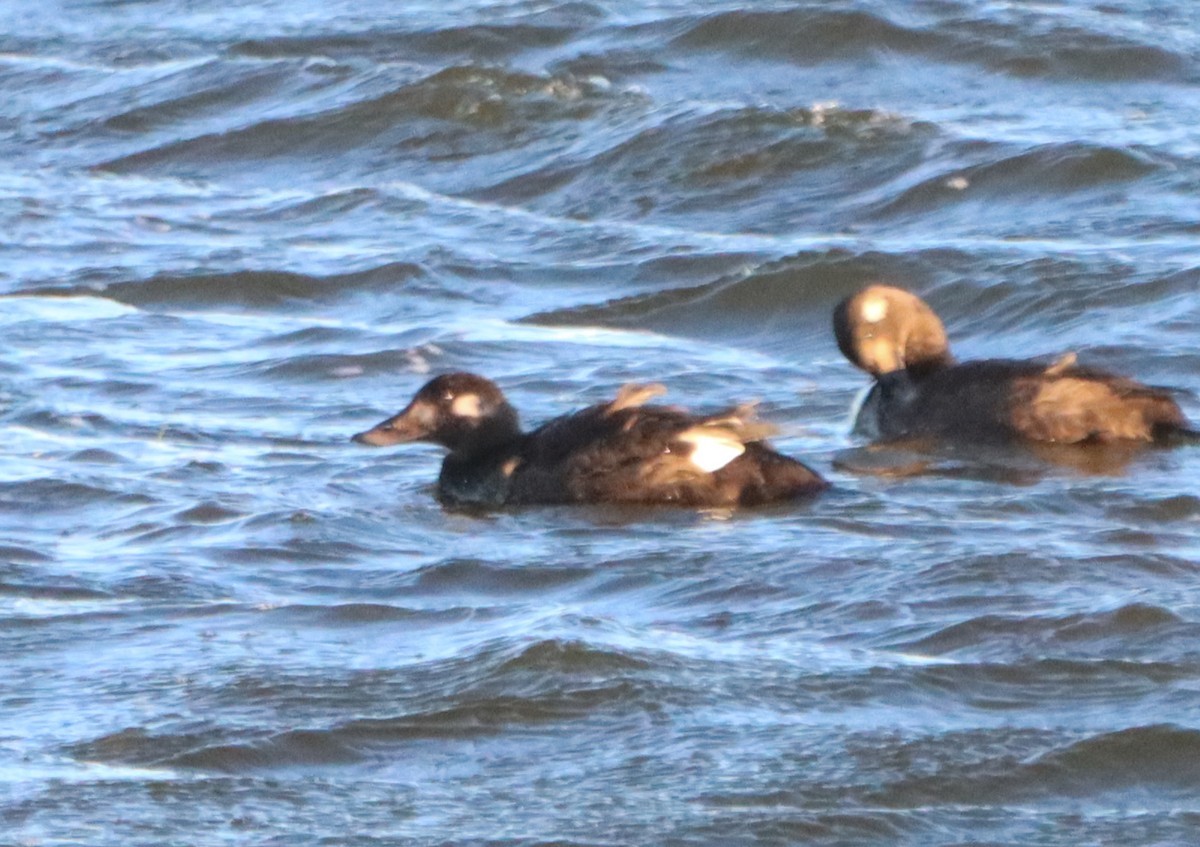 White-winged Scoter - ML646468657
