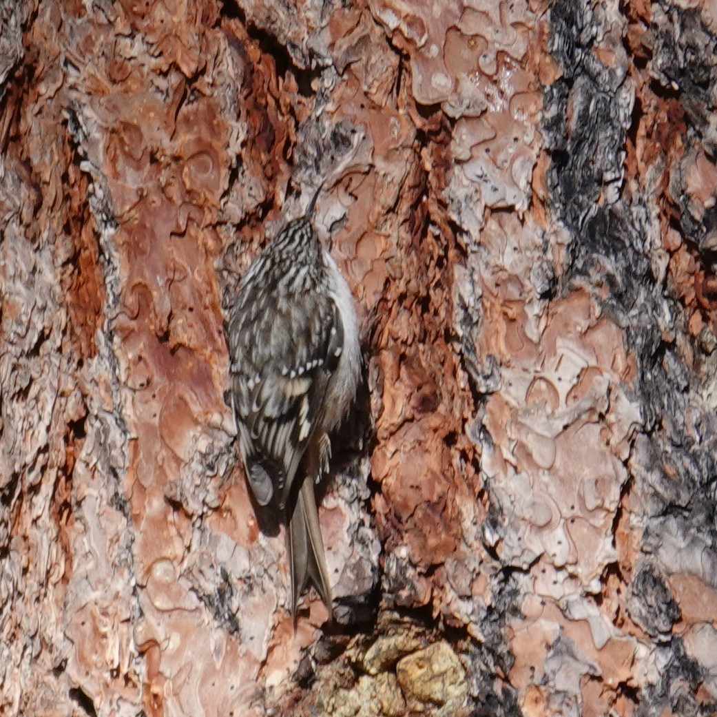 šoupálek americký - ML646468662