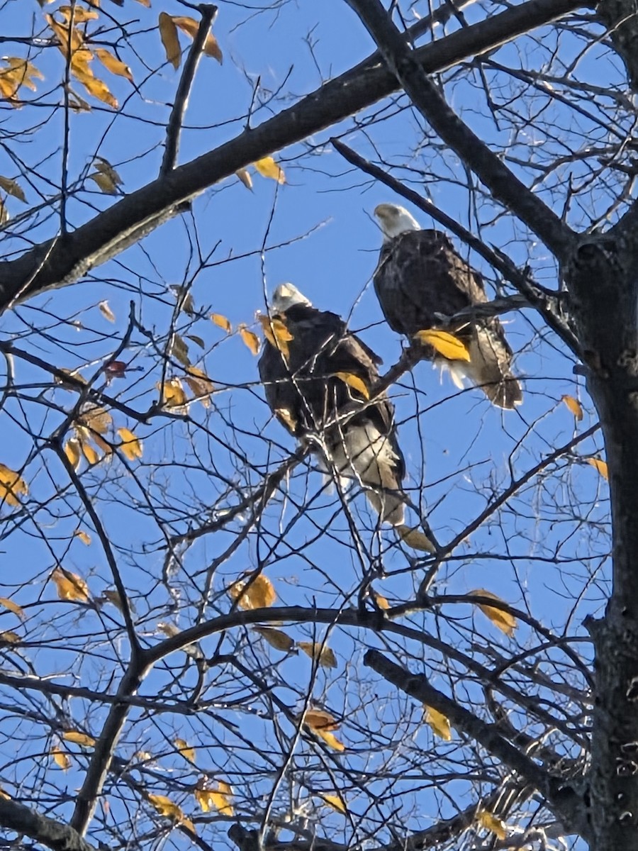 orel bělohlavý - ML646468681