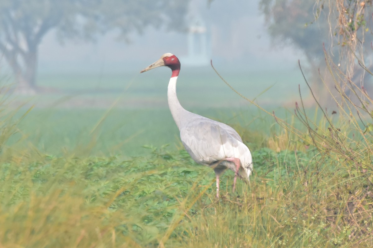 Sarus Crane - ML646468682