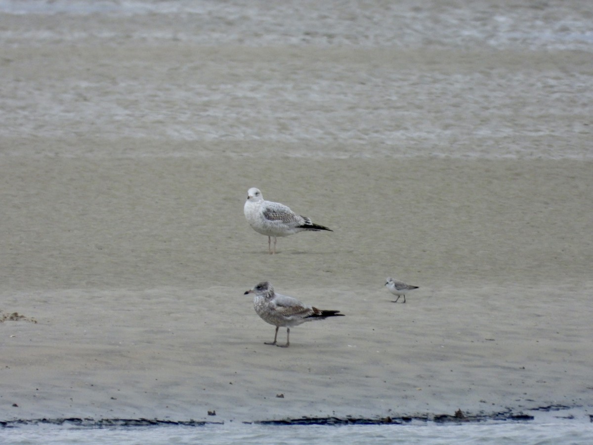 Ring-billed Gull - ML646468683
