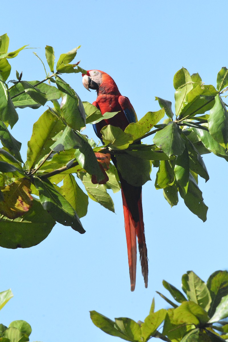 Scarlet Macaw - ML646468684