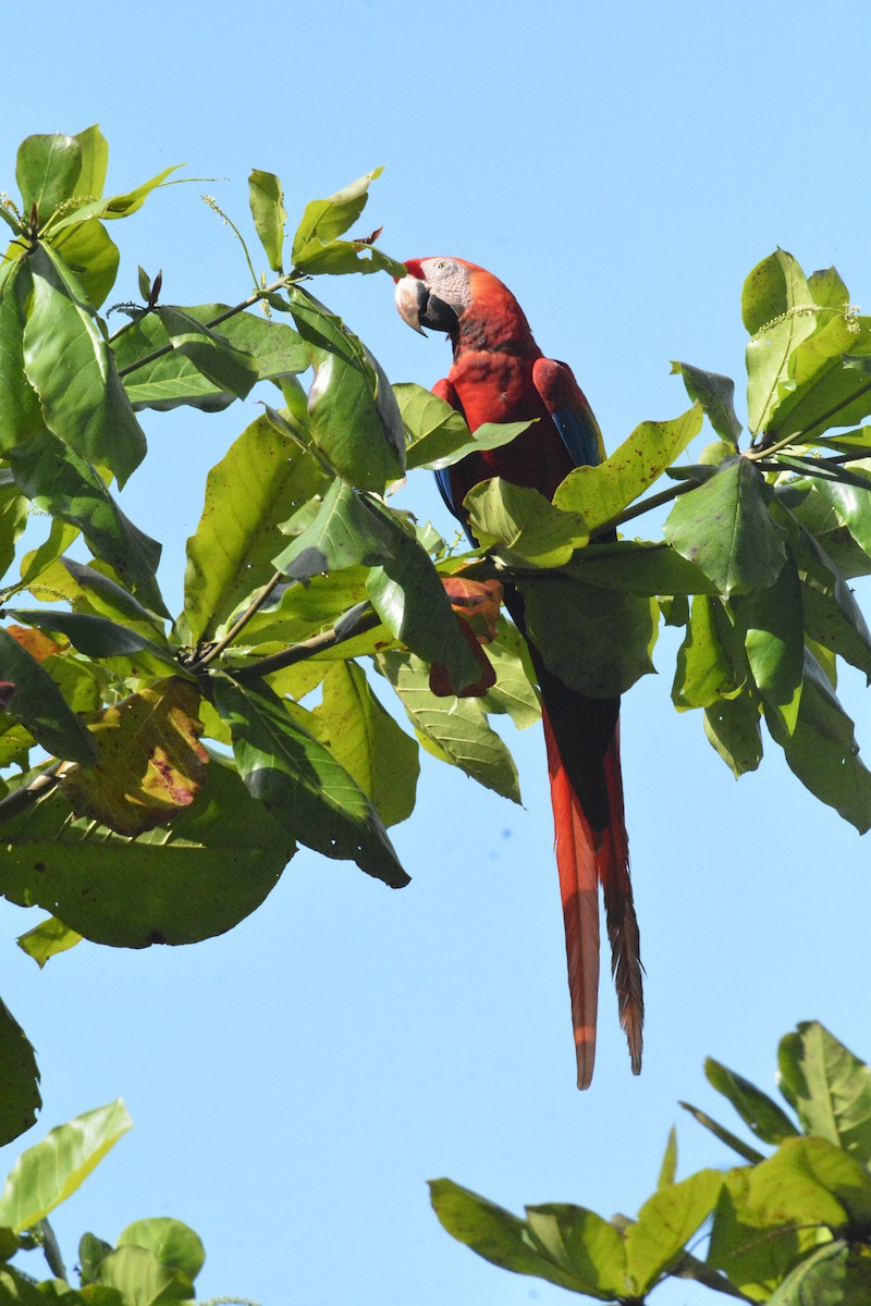 Scarlet Macaw - ML646468685