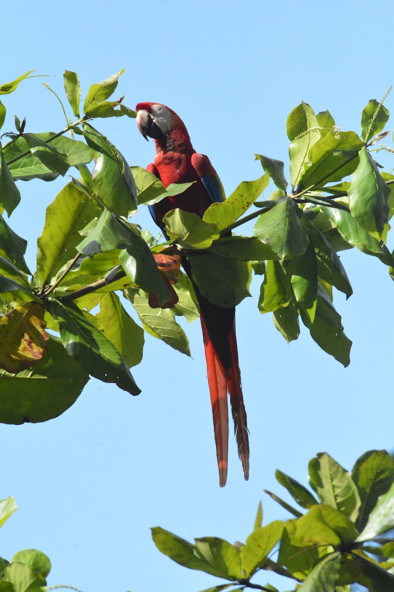 Scarlet Macaw - ML646468686