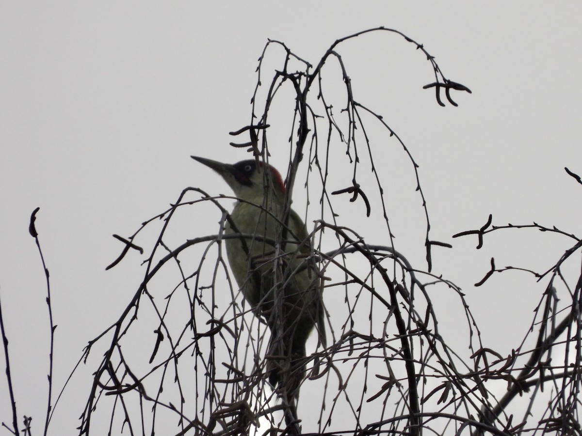 נקר ירוק - ML646468687