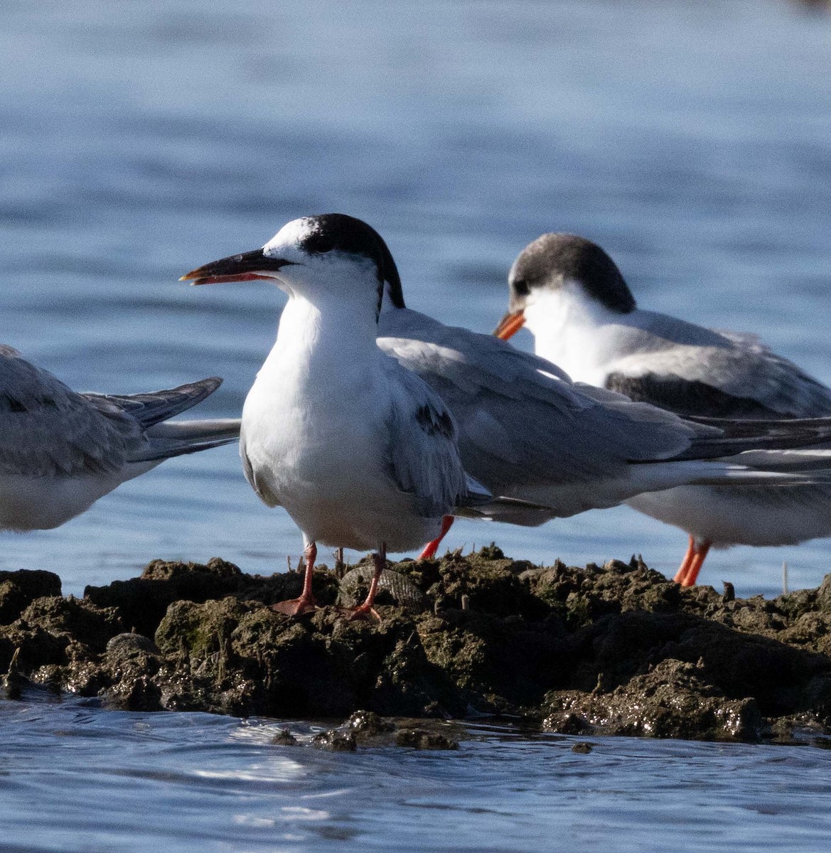 Common Tern - ML646468690