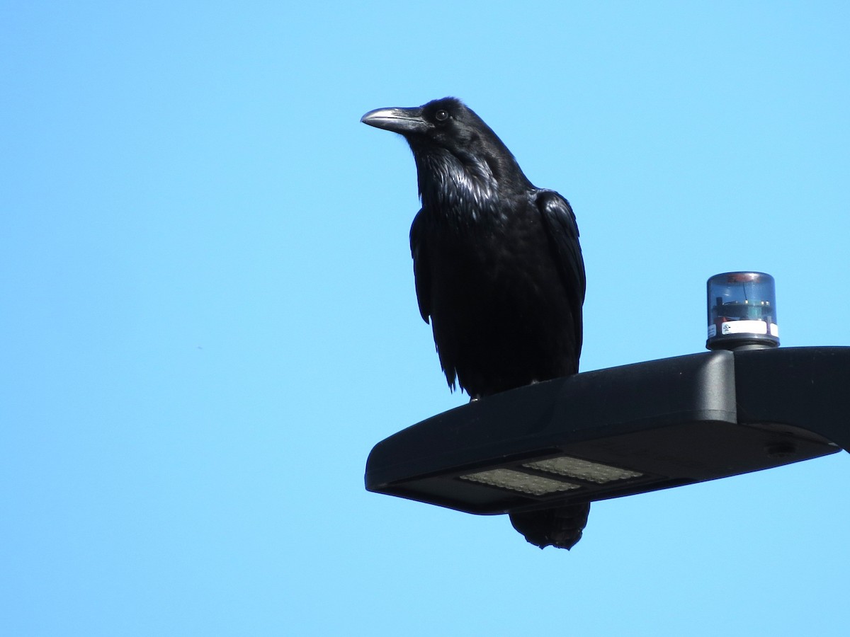 ワタリガラス - ML646468691