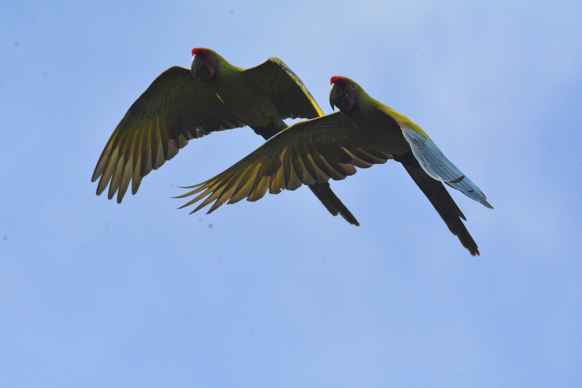 Great Green Macaw - ML646468694