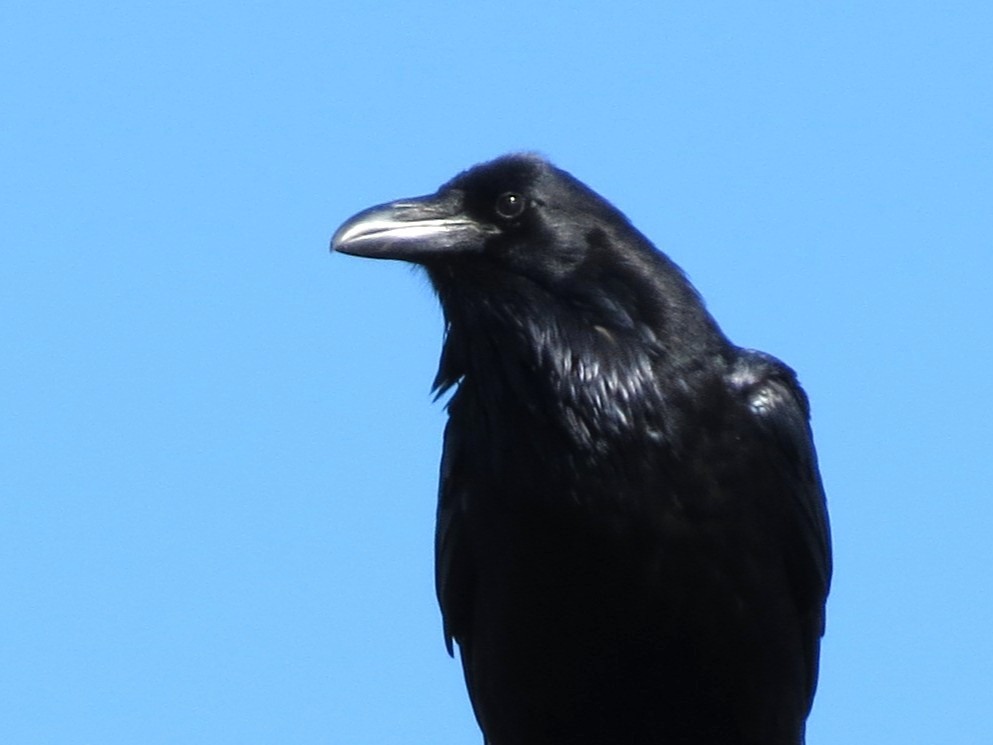 ワタリガラス - ML646468696