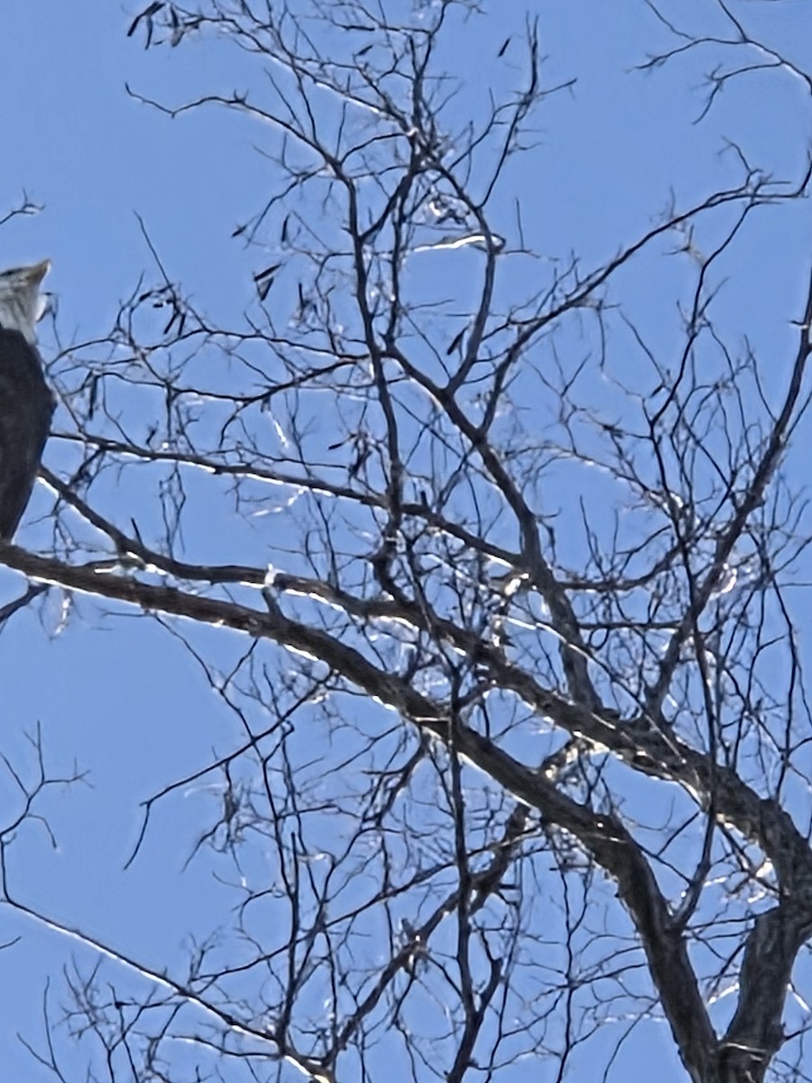 orel bělohlavý - ML646468698