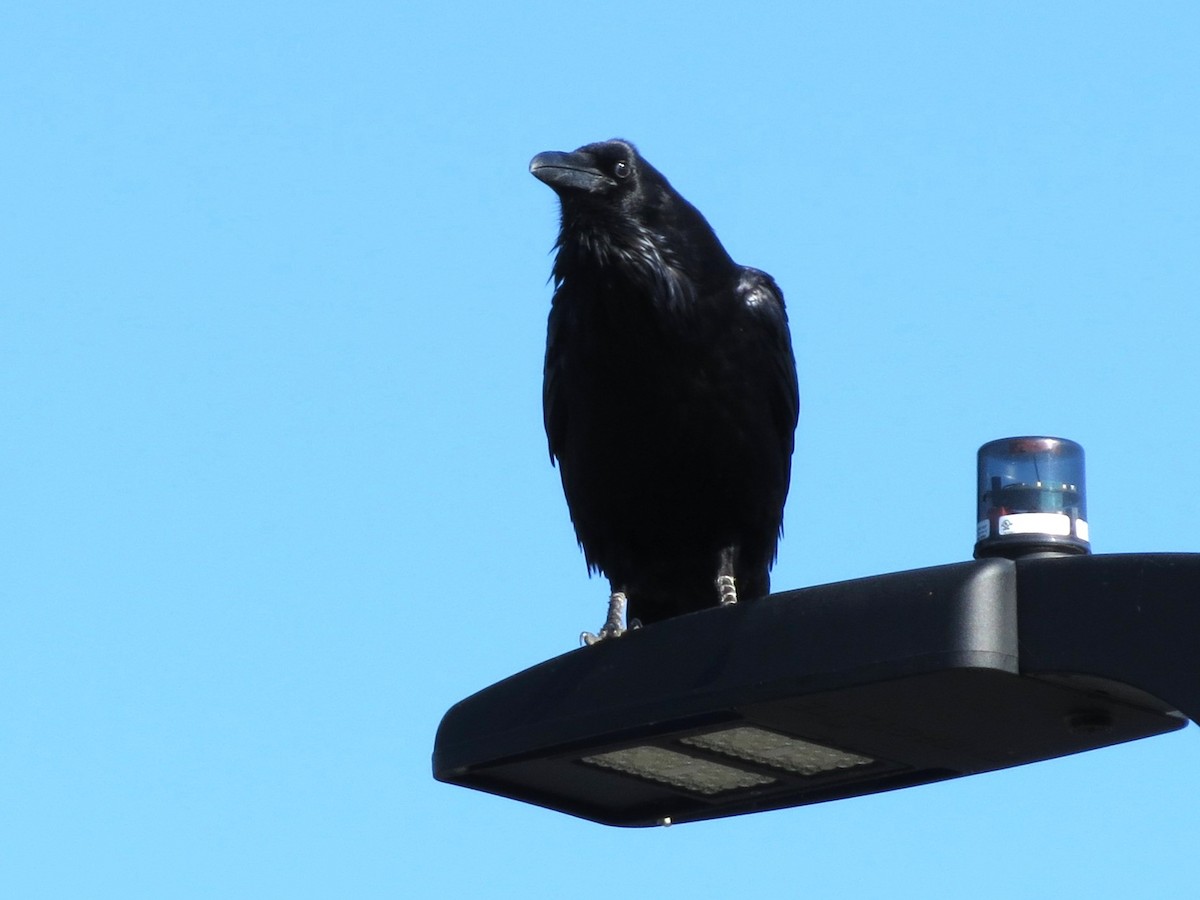 ワタリガラス - ML646468702