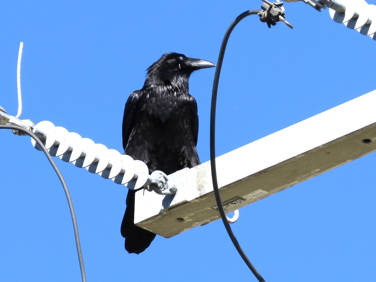 ワタリガラス - ML646468707