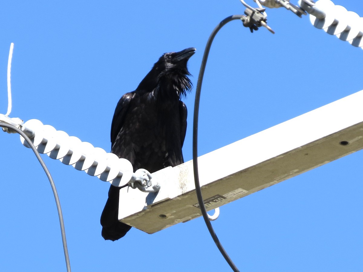 ワタリガラス - ML646468710