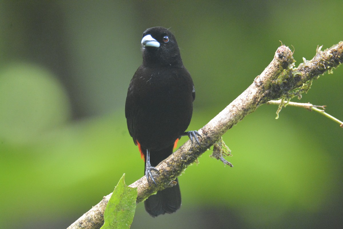 Scarlet-rumped Tanager - ML646468718