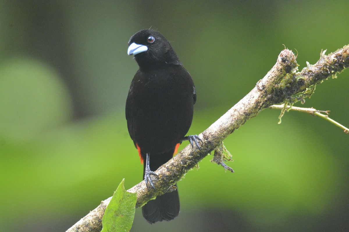 Scarlet-rumped Tanager - ML646468719