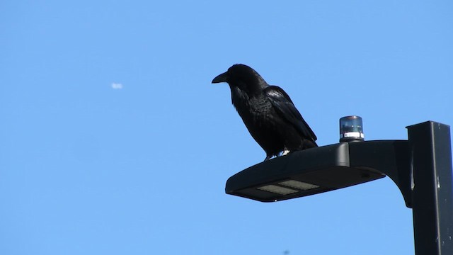 Corvo imperiale - ML646468722