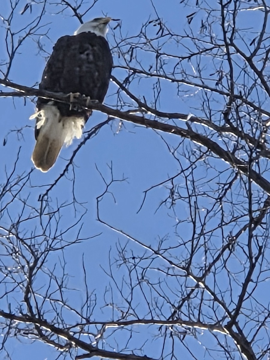 orel bělohlavý - ML646468723