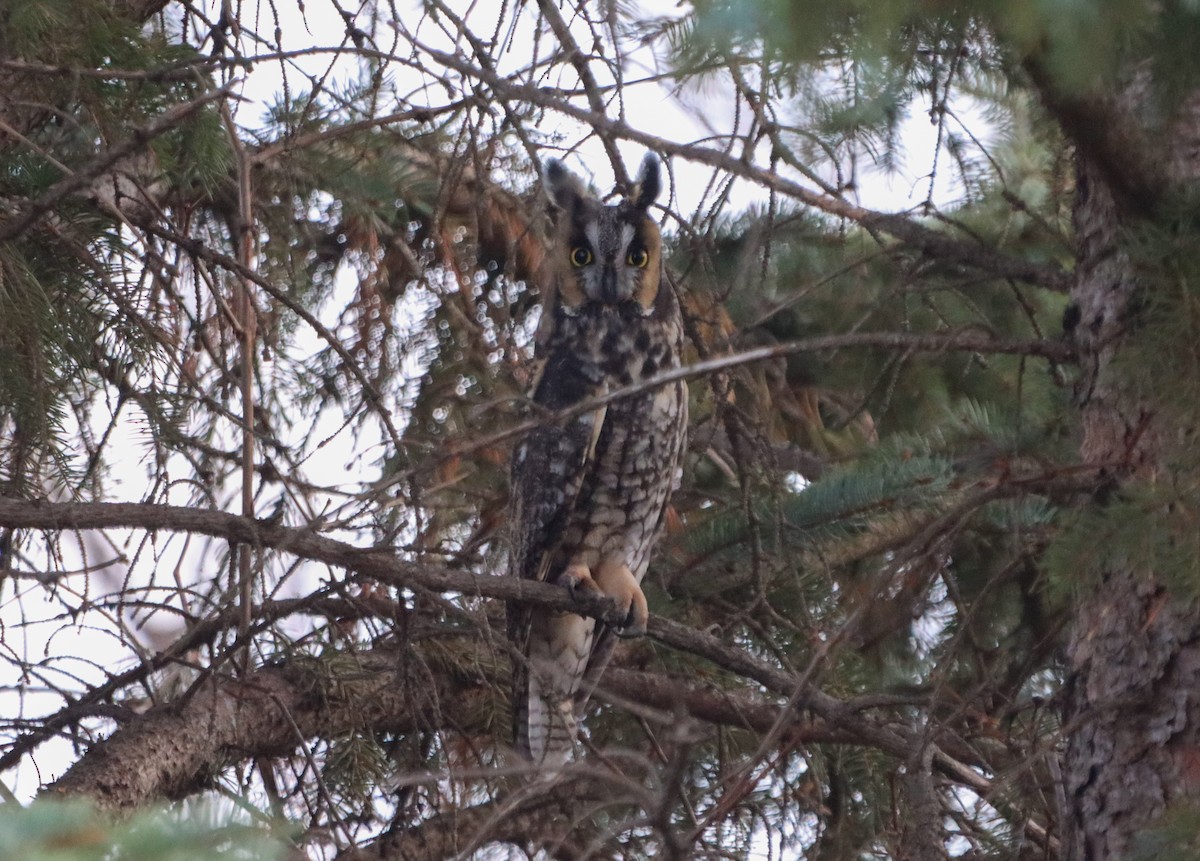 Long-eared Owl - ML646468725