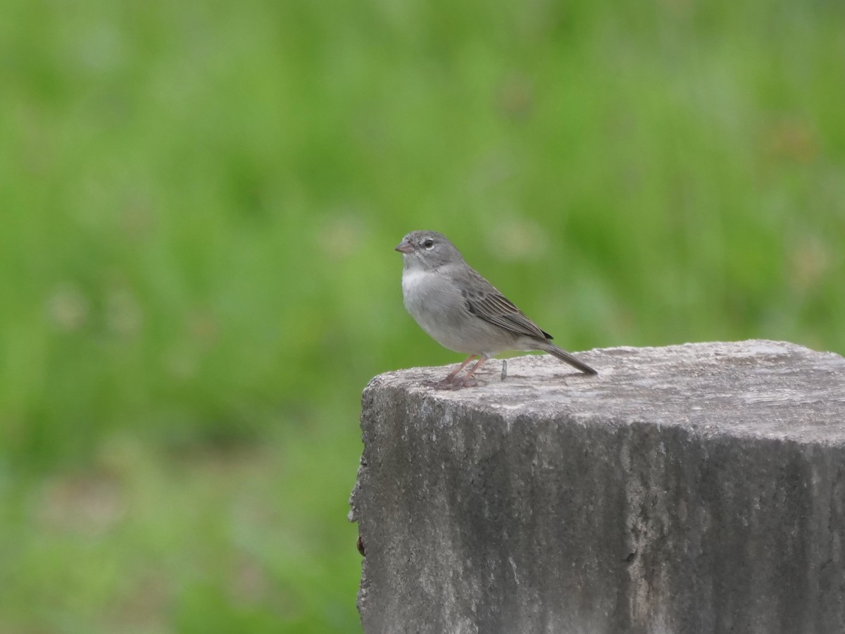 dvergandesspurv - ML646468726