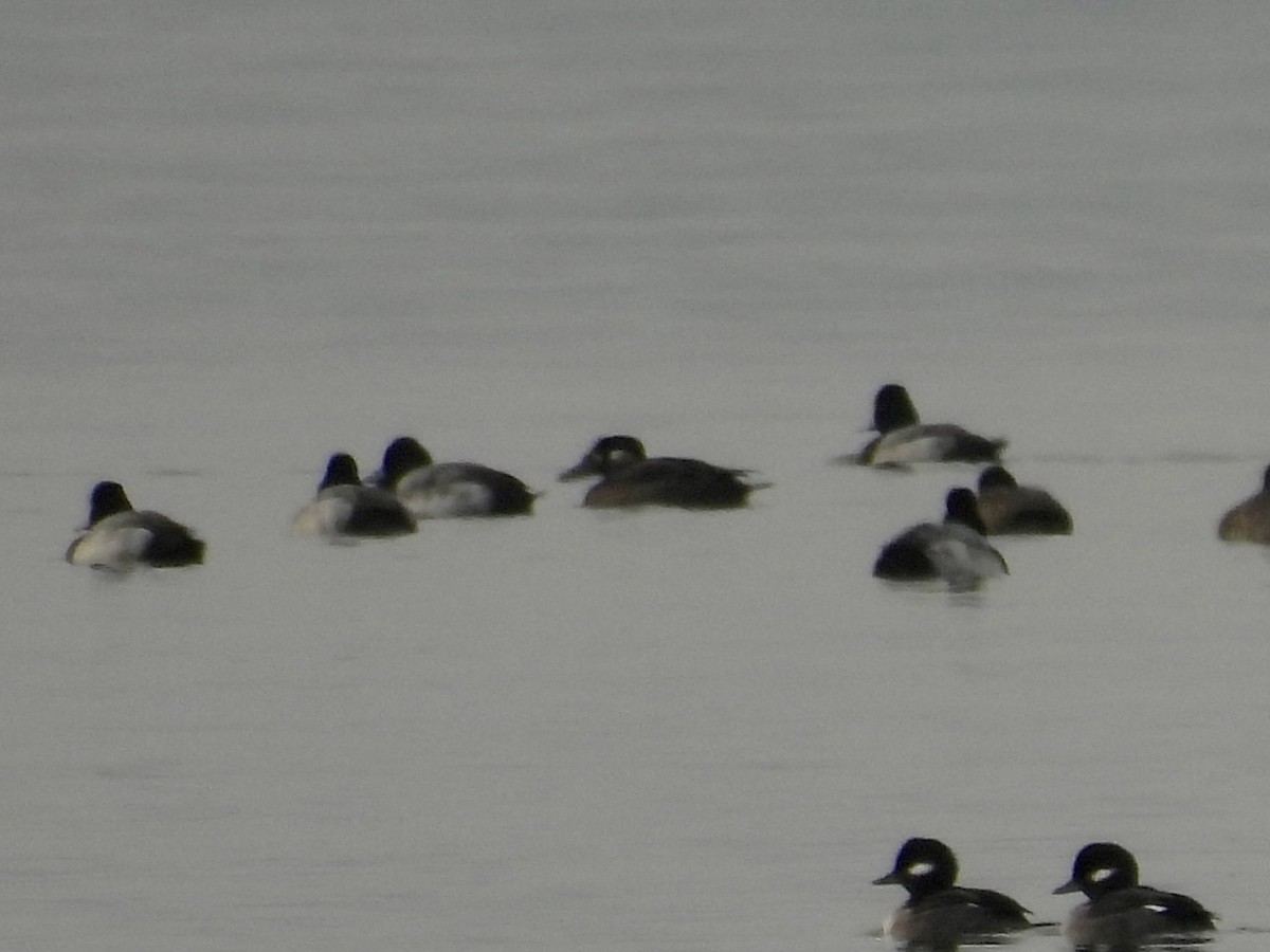 Surf Scoter - ML646468730