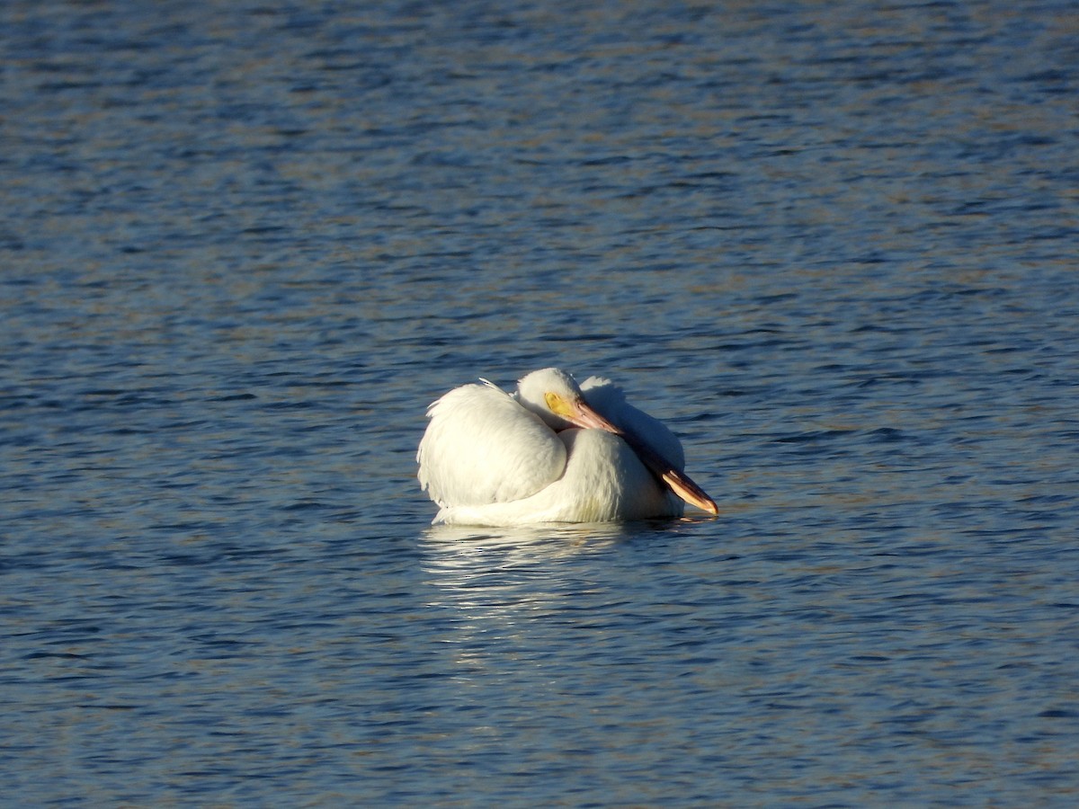 American White Pelican - ML646468732