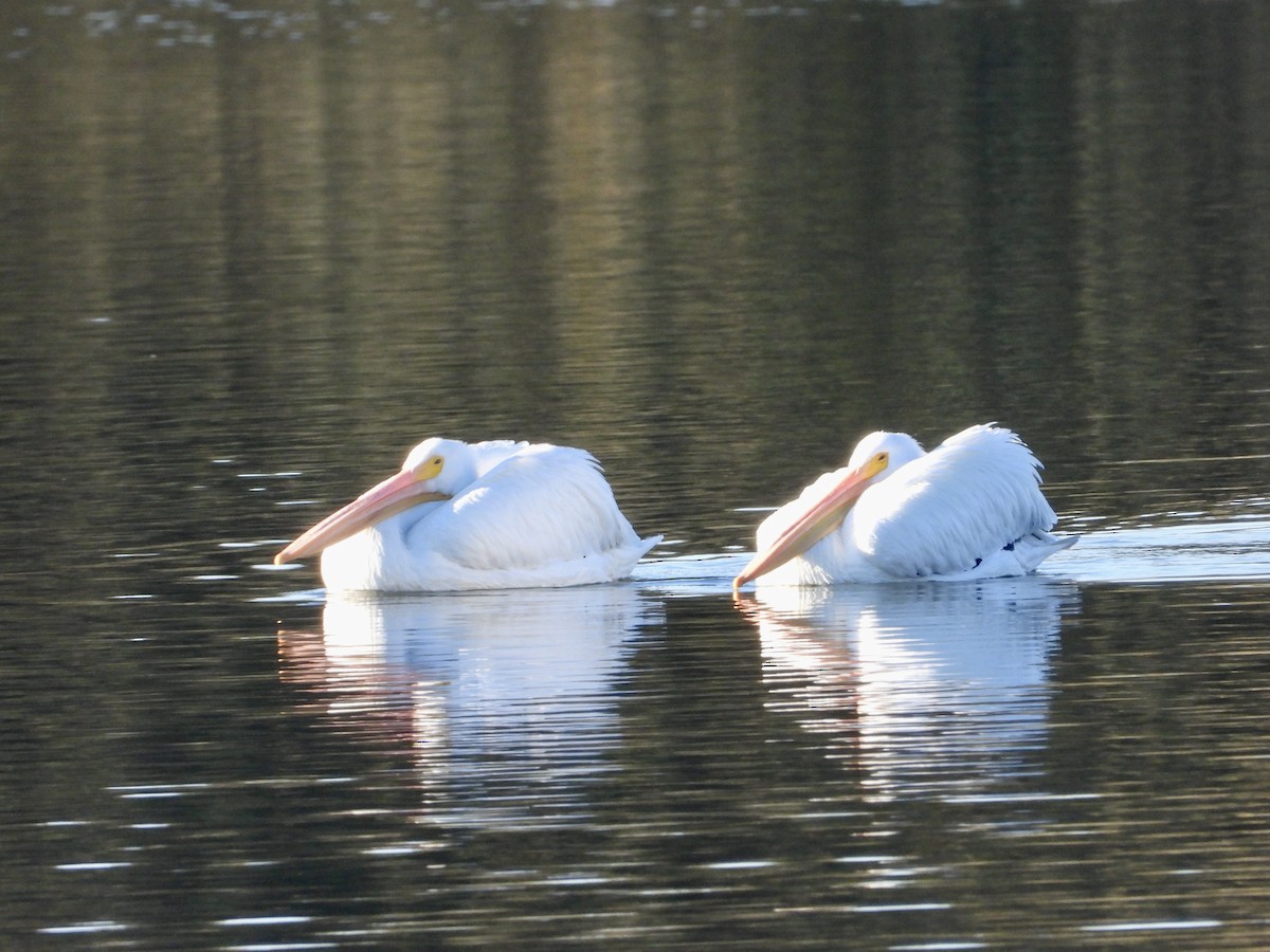 American White Pelican - ML646468736