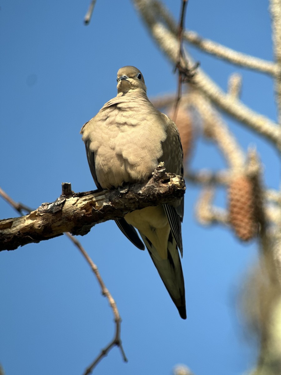 תורית אמריקנית - ML646468750