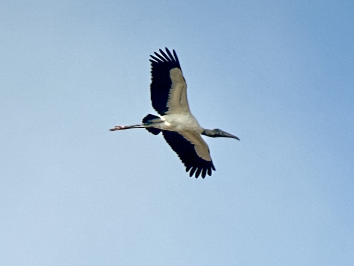 Wood Stork - ML646468754